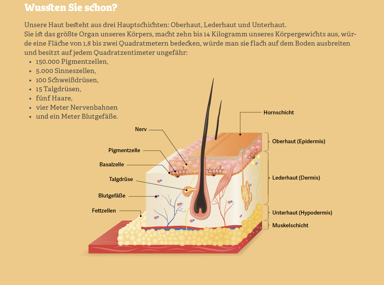  Grafik: Aufbau der Haut